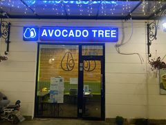 -油梨树AVOCADO TREE(顺义新国展店)