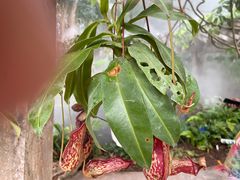 -中国科学院西双版纳热带植物园