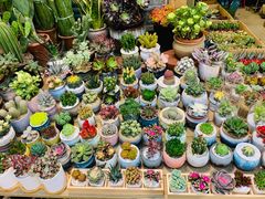 -双季花艺园艺市场(浦东店)