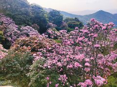-梧桐山风景名胜区