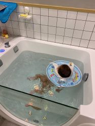 -Pony Baby宝尼婴幼儿游泳SPA馆