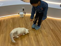 -COLOR PETS 撸猫馆·购猫·猫咖(长风大悦城店)