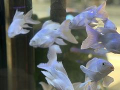 -溪岸路花鸟市场