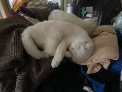 -宠颐生宠物医院外科·内科·皮肤科·影像科(石龙店)