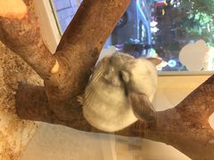 龙猫仔乐园(惠福东路店)-龙猫仔乐园(惠福东路店)