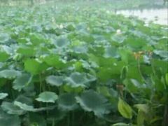-飞来湖湿地公园