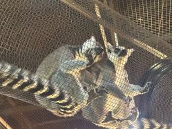 -Zoolung Zoolung动物主题公园(海信广场店)