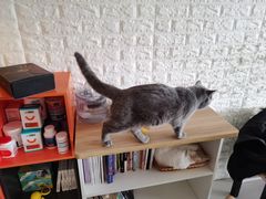 -平行世界·猫咖(首经贸店)