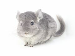 -龙猫仔乐园(惠福东路店)