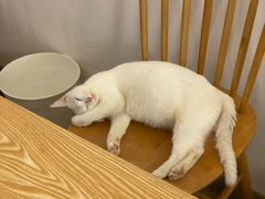 -正南齐北·老街糯米团(洪崖洞店)