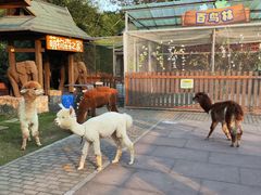 -太阳岛度假酒店