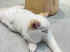 -Heymao猫咖.咖啡厅(东门店)