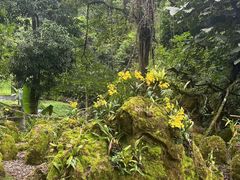 -莫里热带雨林景区