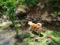 -白水寺森林公园