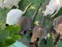-西霞口神雕山野生动物世界