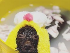 -Oh My Dog宠物沙龙(伊珊娜皮毛护理店)