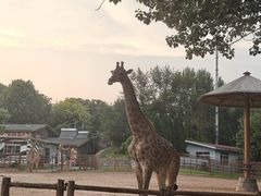 -大连森林动物园