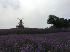 -大塘金香草谷