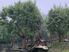 -都江堰中华大熊猫苑