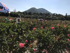 -亚龙湾国际玫瑰谷