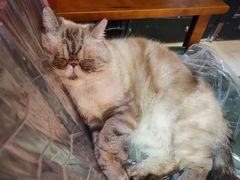 -猫色咖啡·猫咖