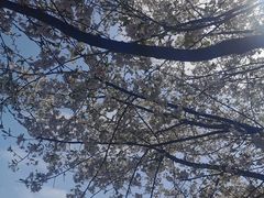 -南山植物园