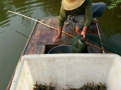 -白洋淀绿淀尚品土特产