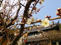 android_upload_pic-普陀山风景名胜区-法雨禅寺