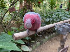 -南宫五洲植物乐园