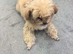 -醉长安(钟楼旗舰店)