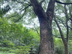 -上海佘山国家森林公园天马山园