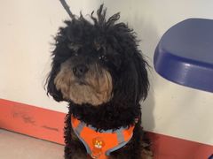 -瑞派福兴宠物医院犬猫全科·骨科·中西医结合(河东店)