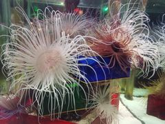 -太平洋海底世界