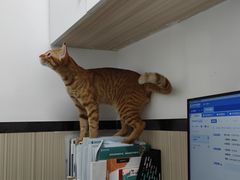 -瑞派宠物医院(搏威敦和院)