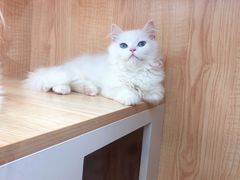 -山宅一喵德文卷毛猫舍