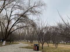 -莲花池公园