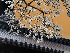 -灵谷景区
