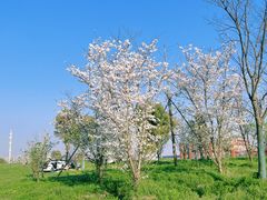 -广富林郊野公园