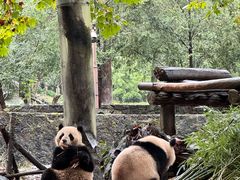 -都江堰中华大熊猫苑