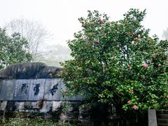 -南山植物园
