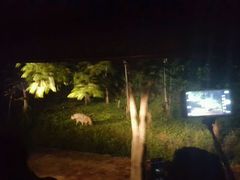 -清迈夜间动物园