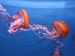 -大连老虎滩海洋公园