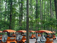 -黄海国家森林公园