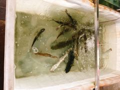 -八仔大富楼·河鲜(西江店)