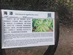 -大亚湾红树林城市湿地公园