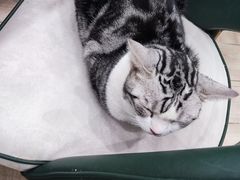 -安格丽娜·狗咖·猫咖羊驼咖(春熙路百盛商场店)