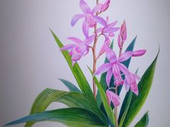 -国家植物园