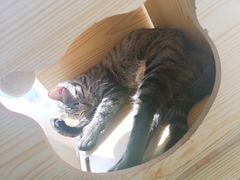 -喵店&猫咖