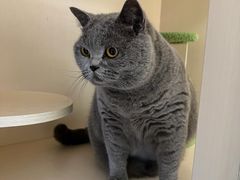 -瑞鹏宠物医院·骨科·猫科·内科(第一中心)