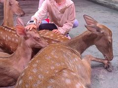 -正佳雨林生态植物园